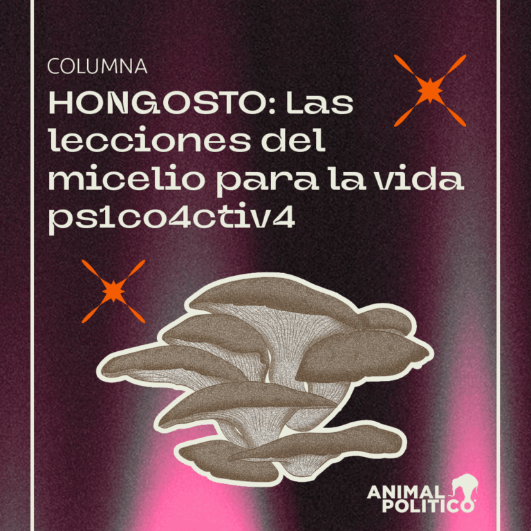 Hongosto: Las lecciones del micelio para la vida psicoactiva